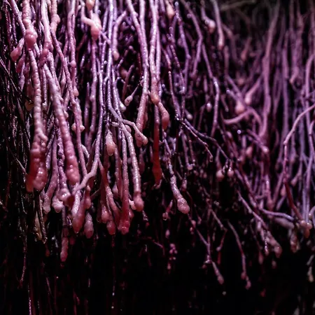 Willa Klodzko-Zacisze - Sauna - Silownia - Komnata Solna - Parking - Sniadanie - Check-In-24H